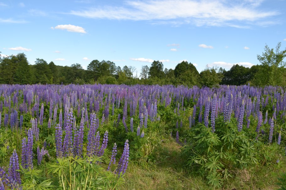 Национальный цветок Беларуси