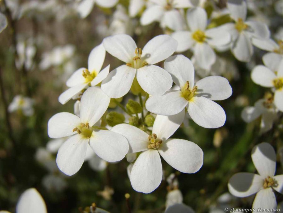 Беларусь цветы