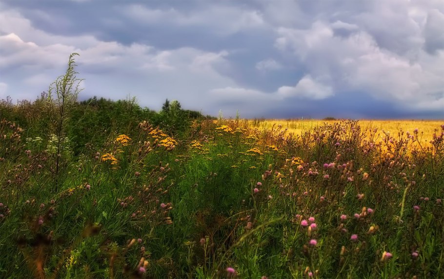 Луг Беларуси