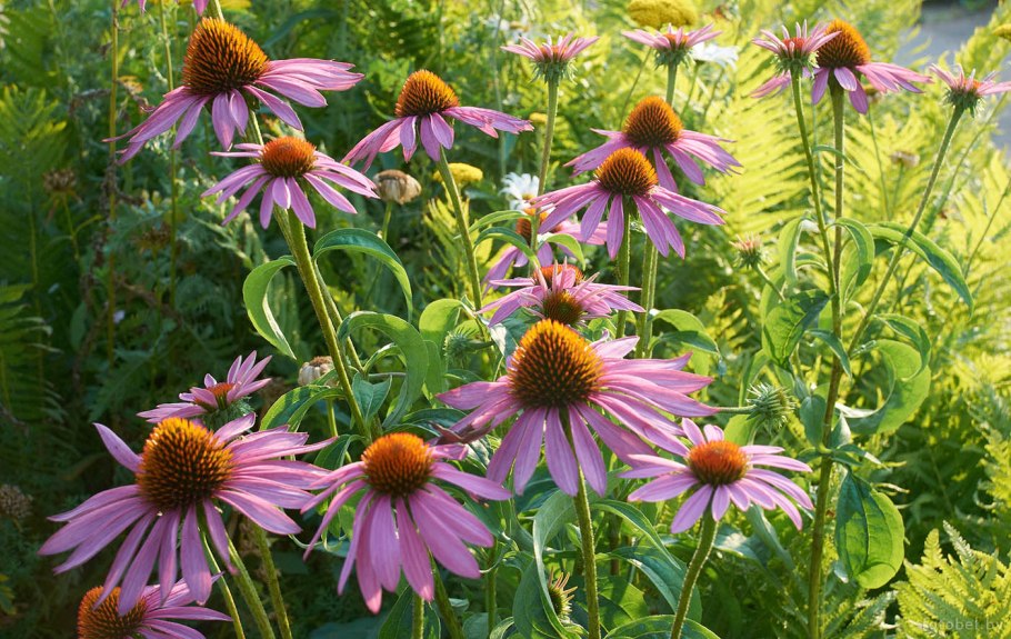 Растения Белоруссии