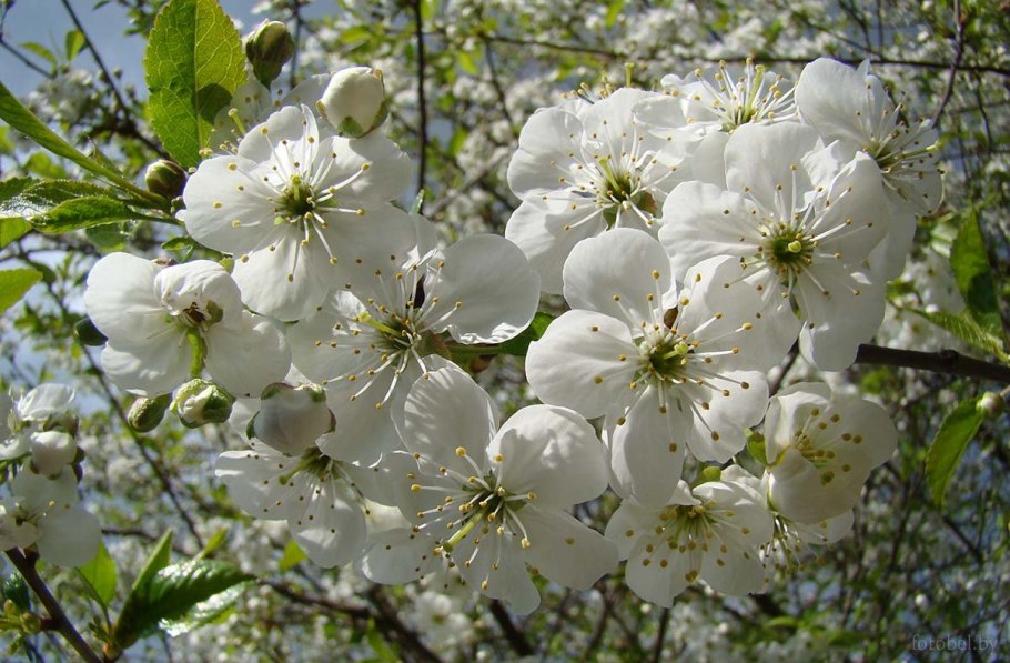 Фото черемши в парке Угра