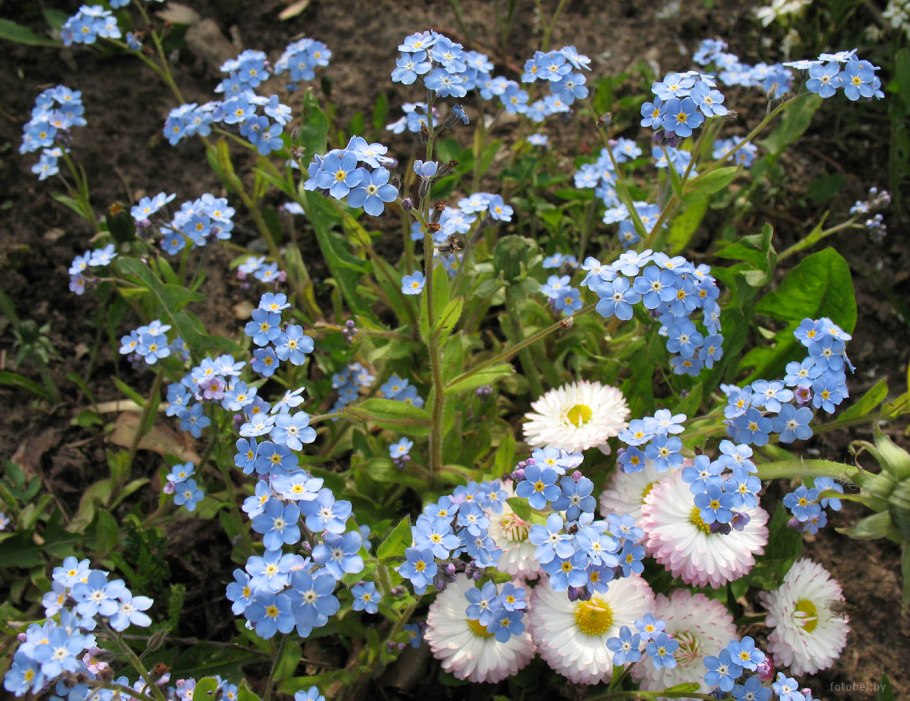 Беларусь цветы