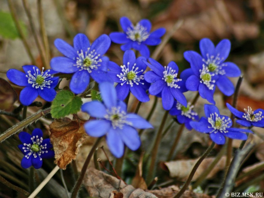 Лесные весенние первоцветы Украины