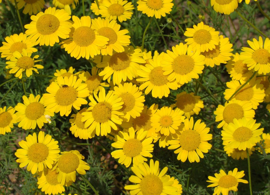 Национальное растение Беларуси