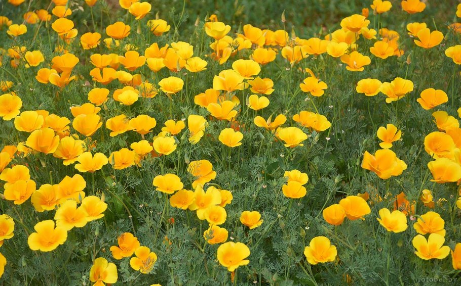 Растения Беларуси