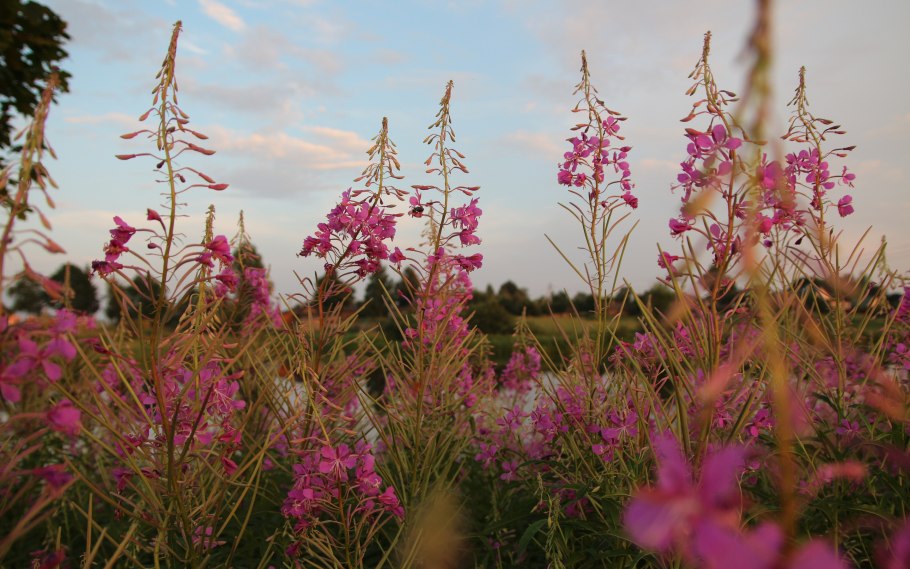 Иван-чай узколистный