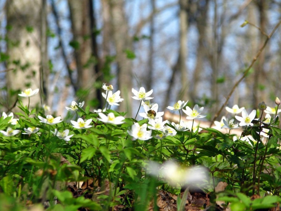 Яблоневый цвет Беларусь