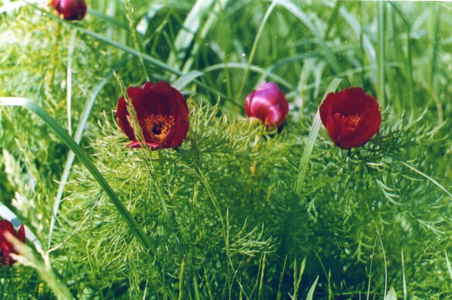 Борщевик Сосновского