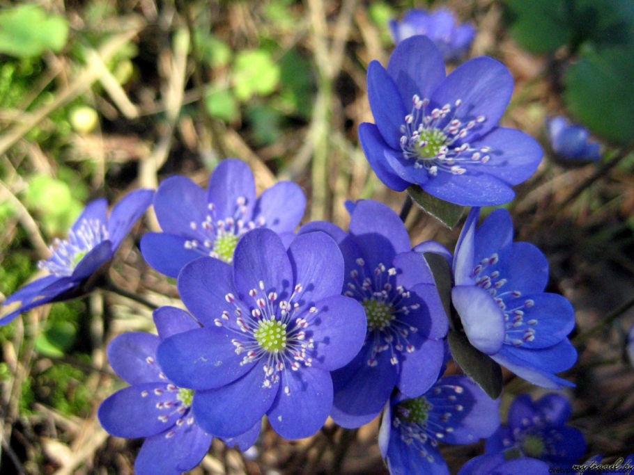 Печеночница ядовитое растение