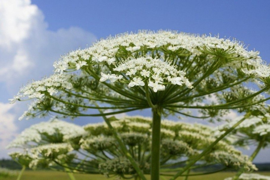 Беловежская пуща растения