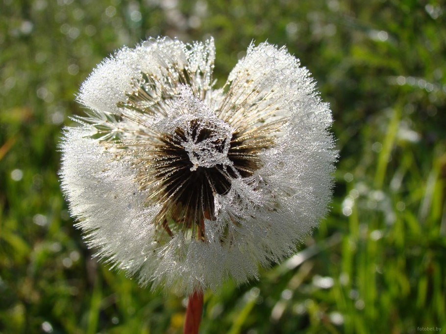 Белорусские цветы