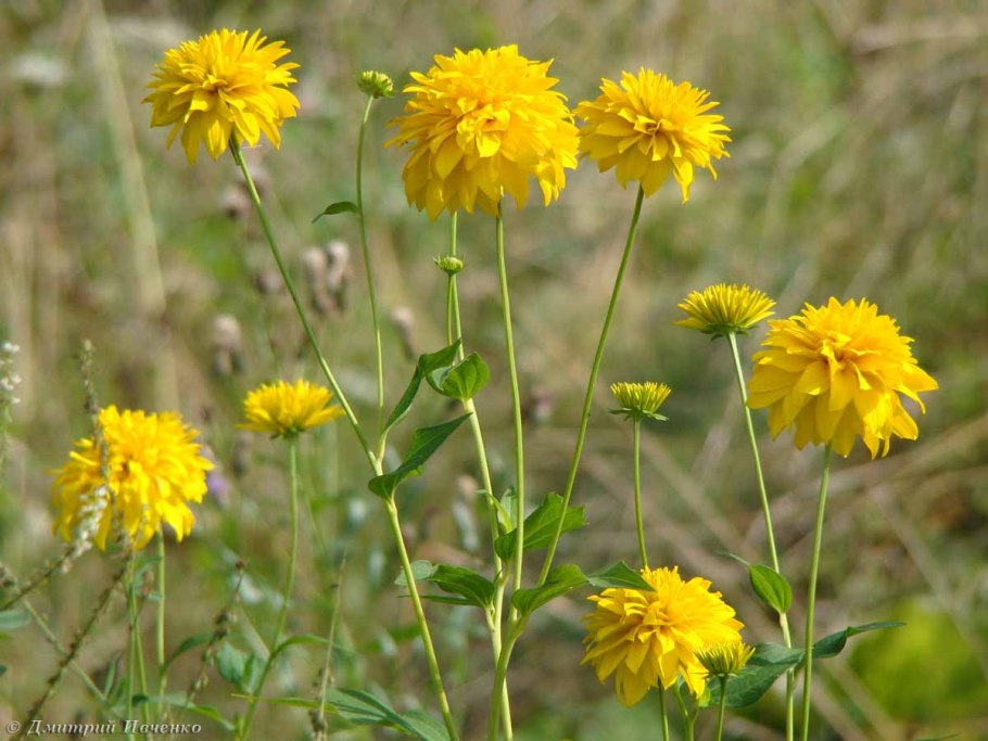 Белорус растение