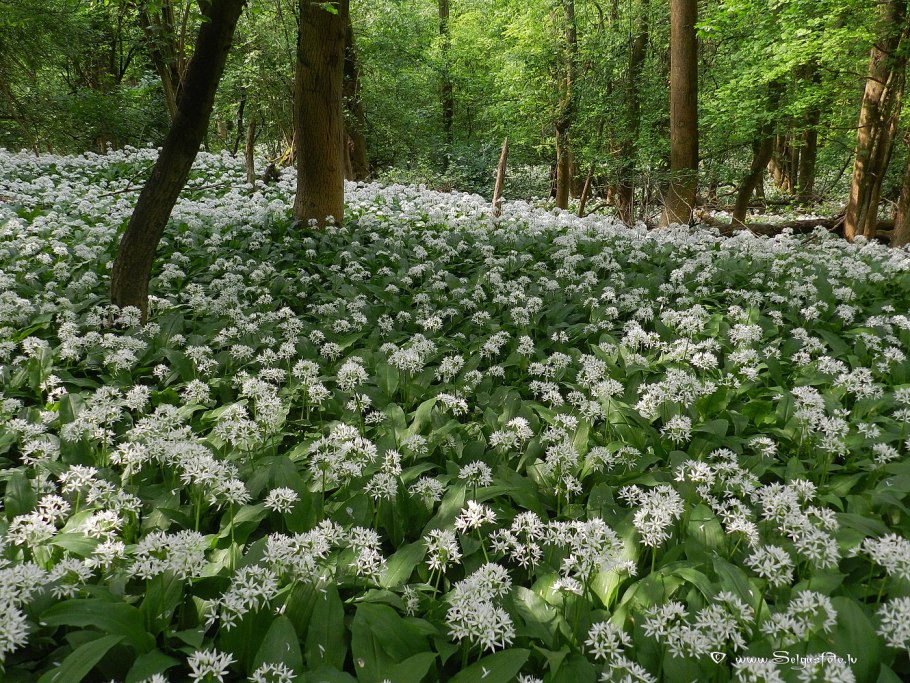 Луга Белоруссии