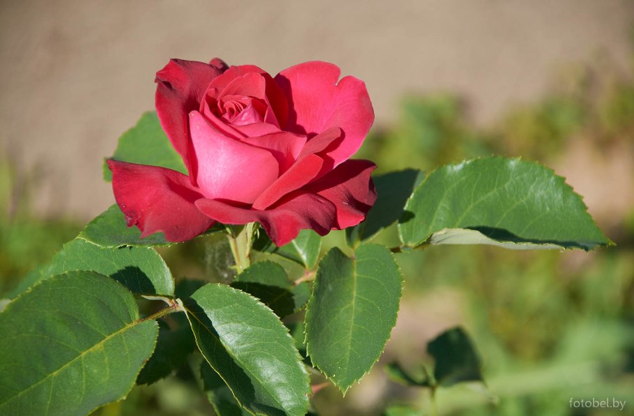 Белорусские розы