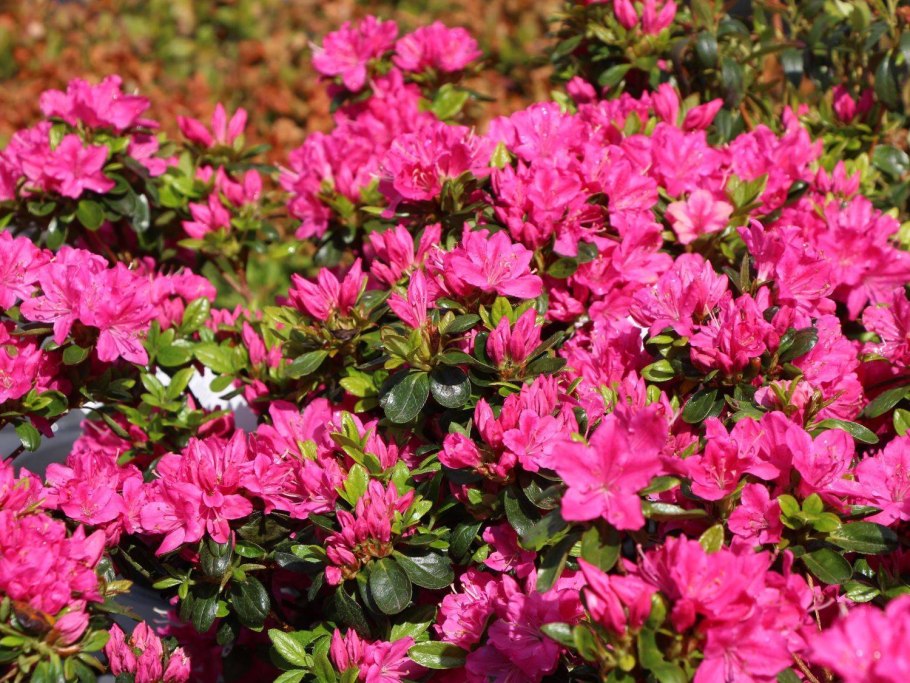 Удобрение для рододендронов Greenworld