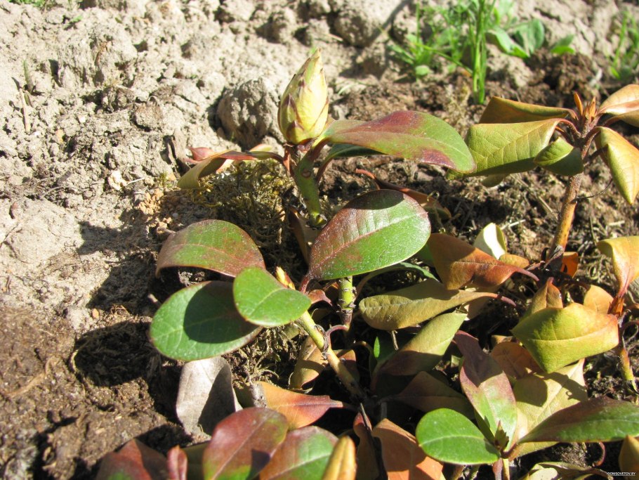 Подкислить почву рододендрона