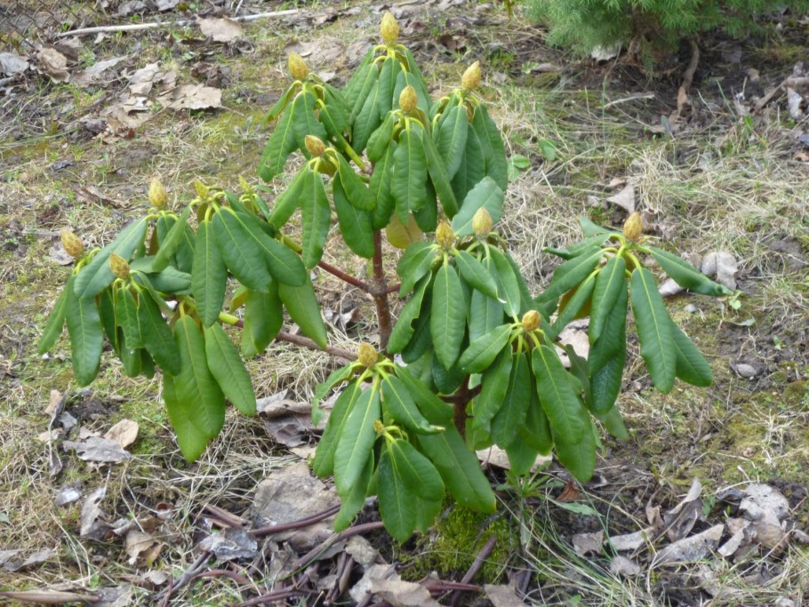 Удобрение ASB Greenworld для рододендронов, азалий и гортензий 2,5 кг