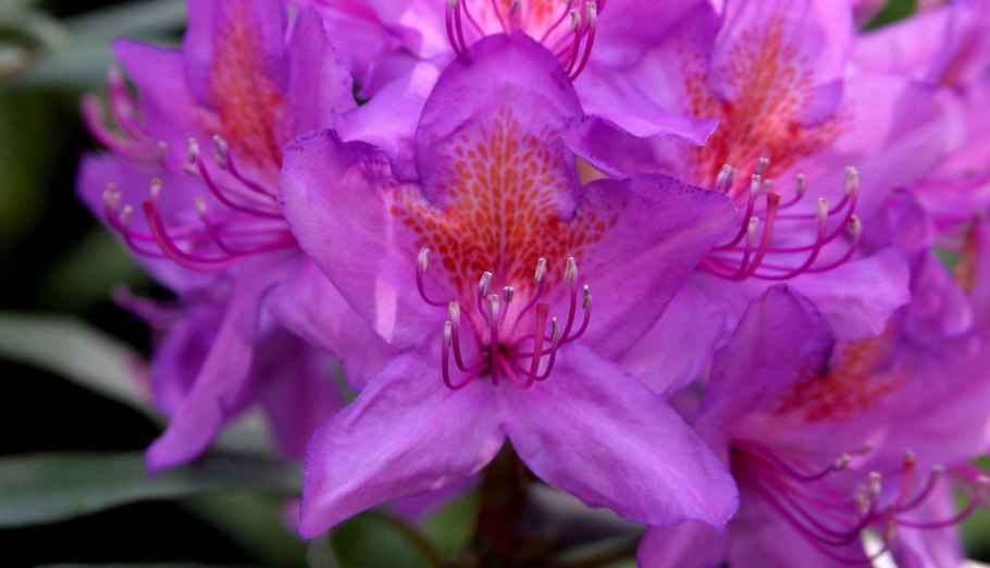 Весна рододендрон