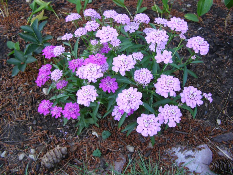 Газания на клумбе