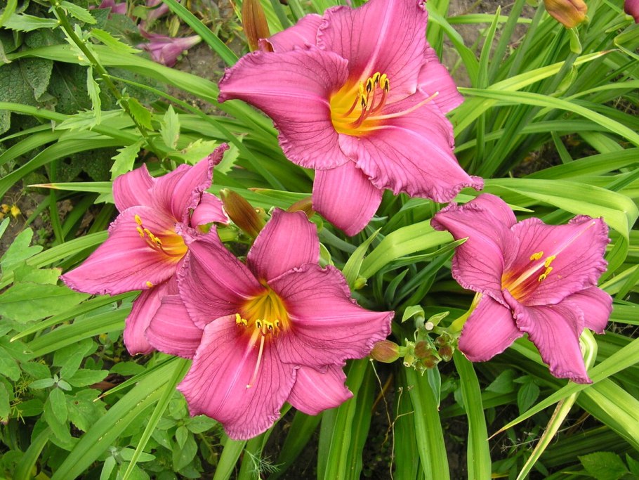 Посадка бархатцев