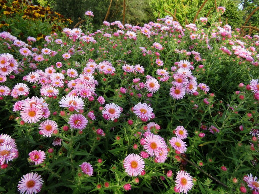 Стахис Монье Hummelo