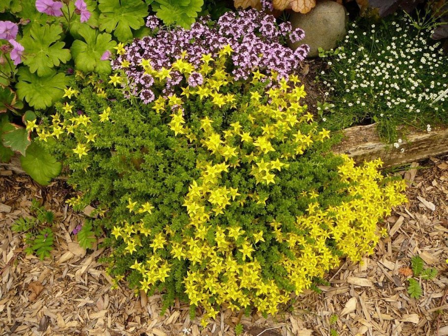 Иберис зонтичный