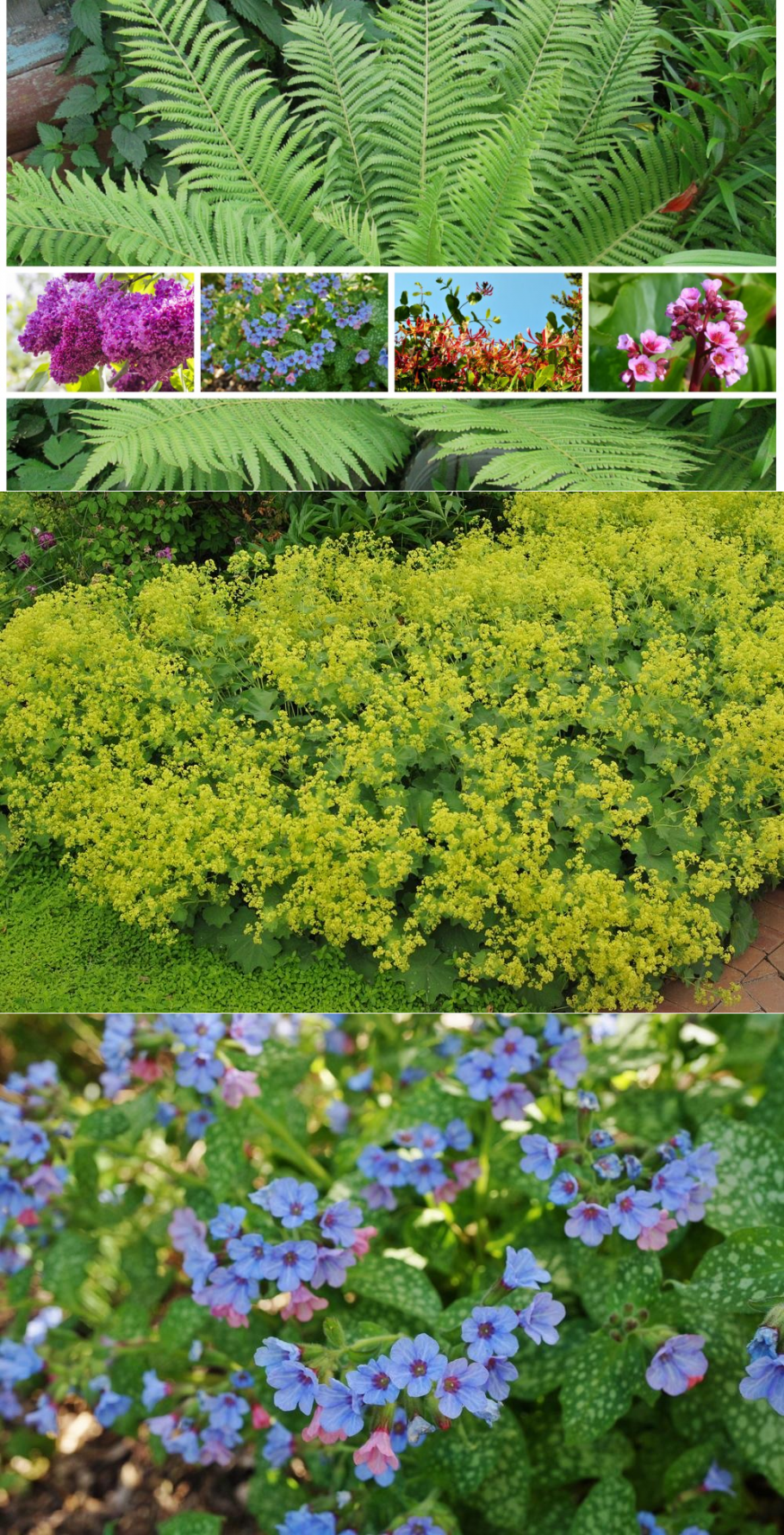 Цветы на глинистой почве многолетники