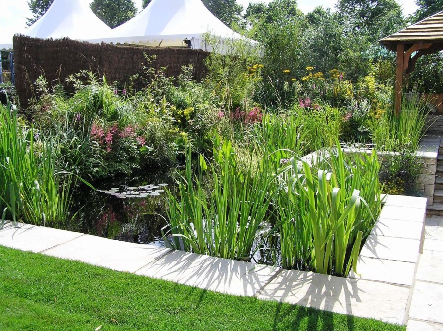 Вероника колосковая Ферст Глори