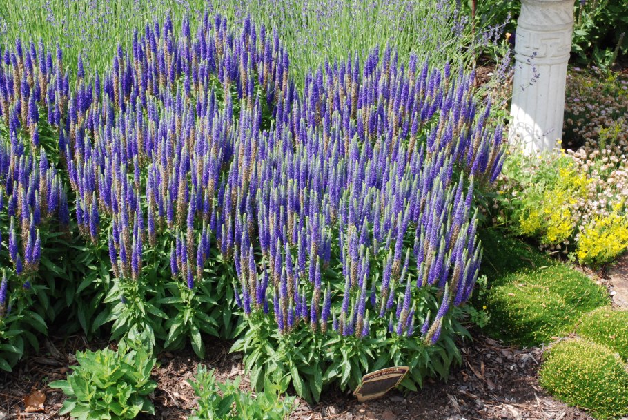 Гайлардия остистая