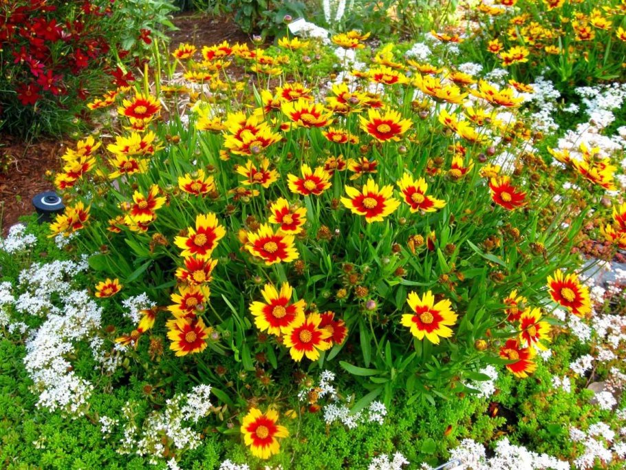 Очиток Видный (Sedum spectabile)