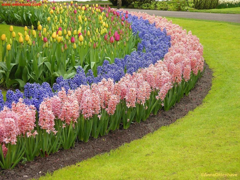 Вероника колосковая