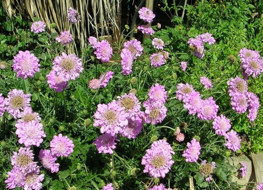 Гайлардия остистая