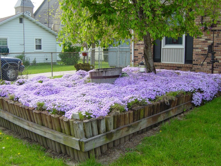 Обриета (аубреция)