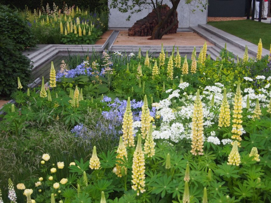 Цветы анемона БЛАНДА