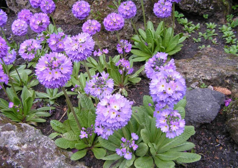 Вырастить лилии