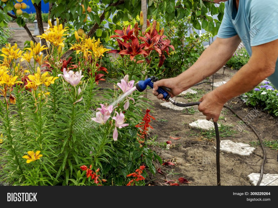 Люпин Шанделер