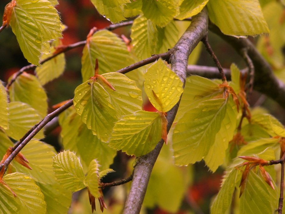 Ольха Ауреа