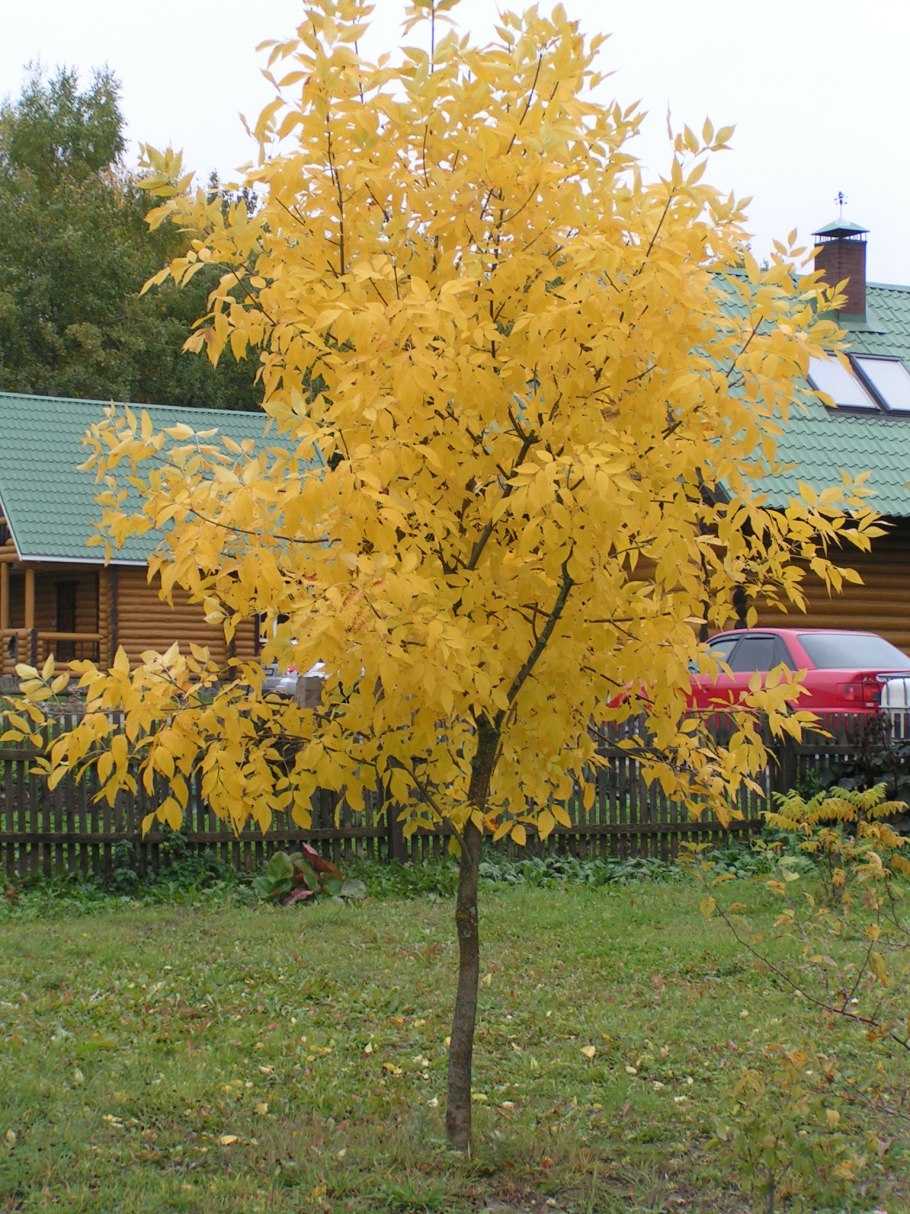 Ясень золотокорый