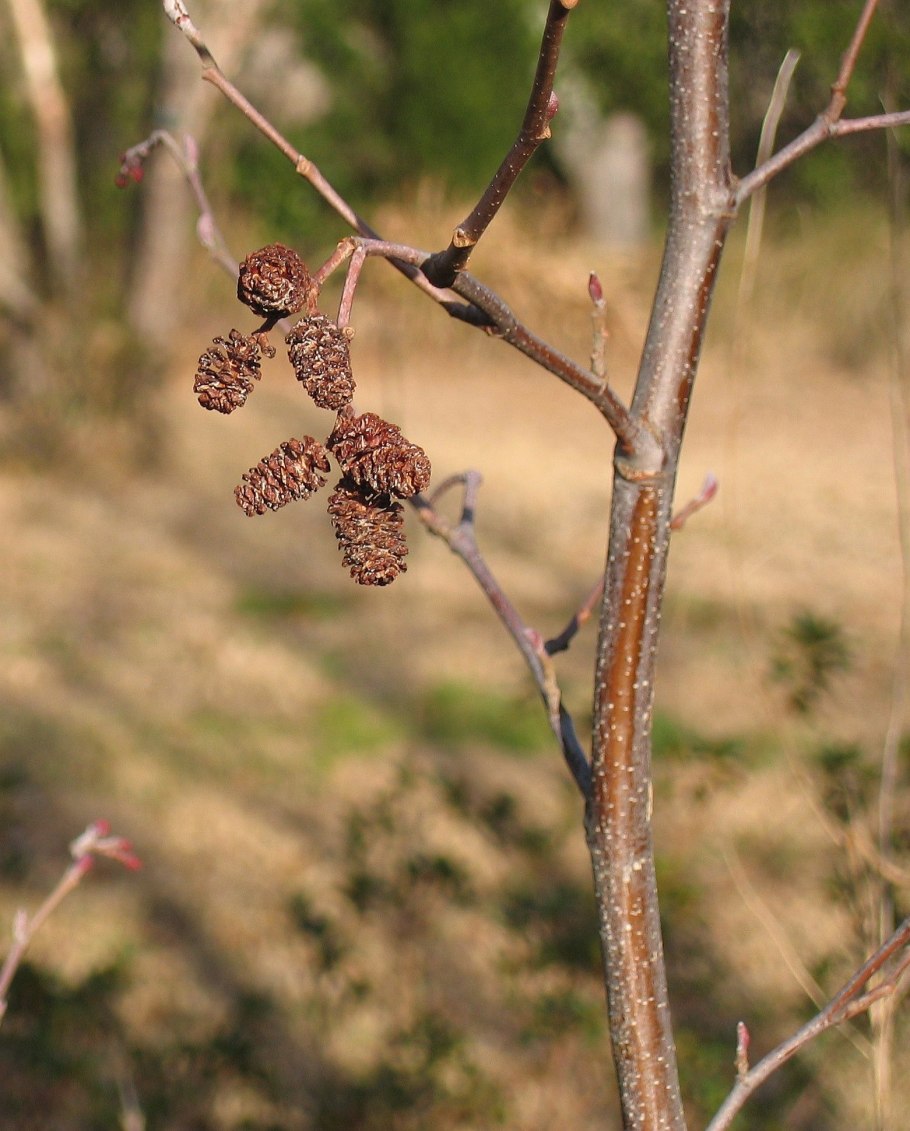 Alnus japonica шишка
