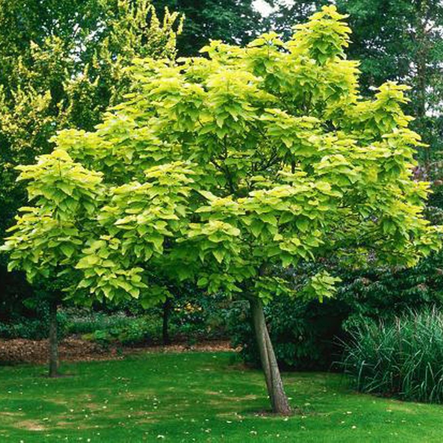 Ольха Alnus incana