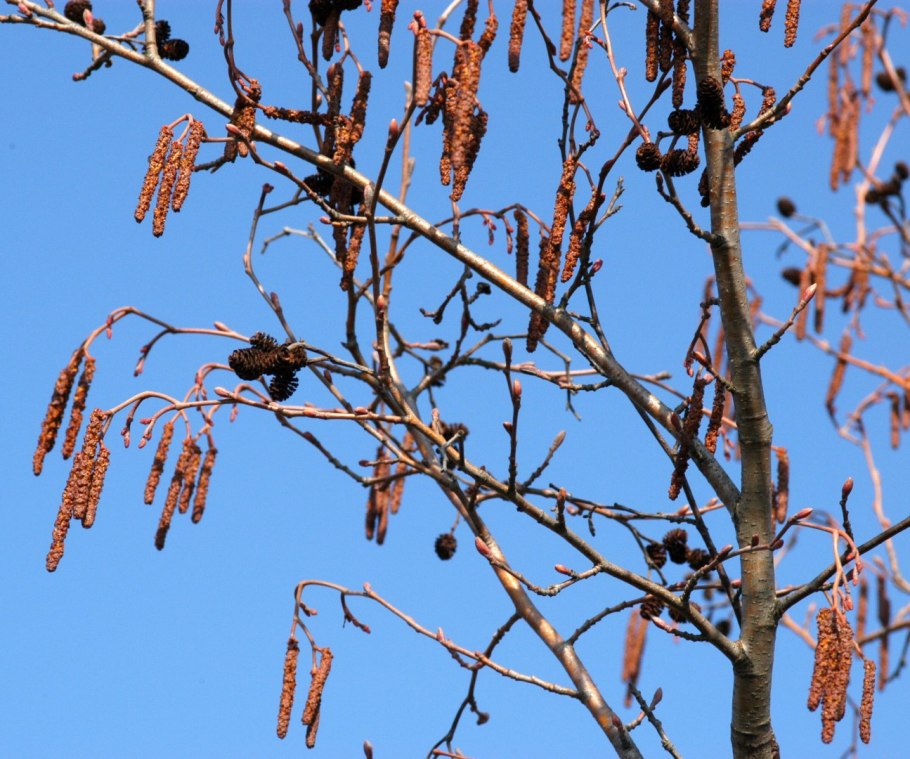 Ольха черная Alnus glutinosa 'Aurea'