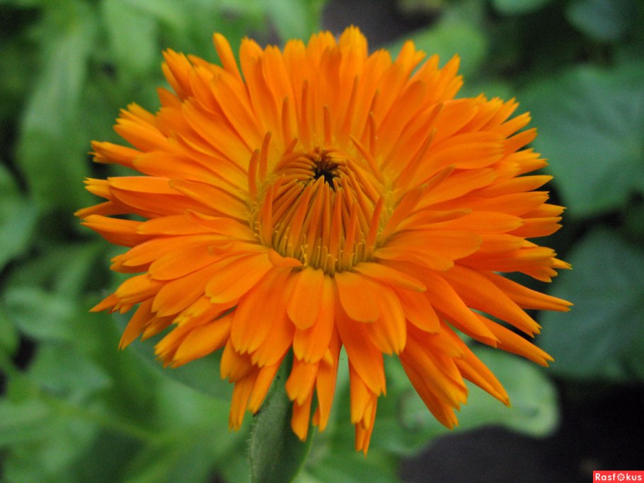 Календула Калифорнийская махровая