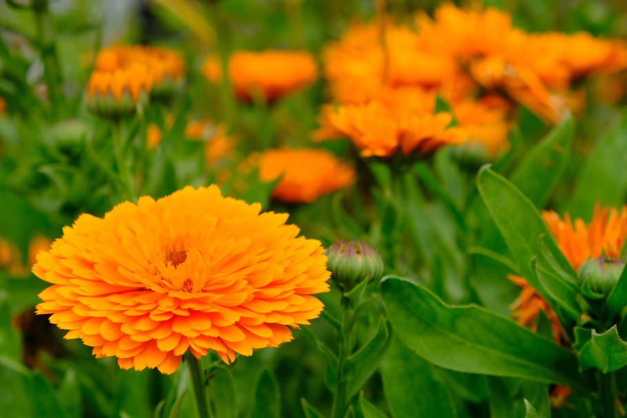 Календула Полевая