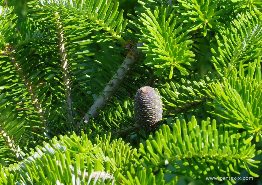 Пихта корейская ’сильберлоке’