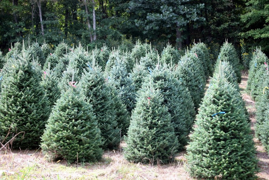 Пихта Нордмана Пендула