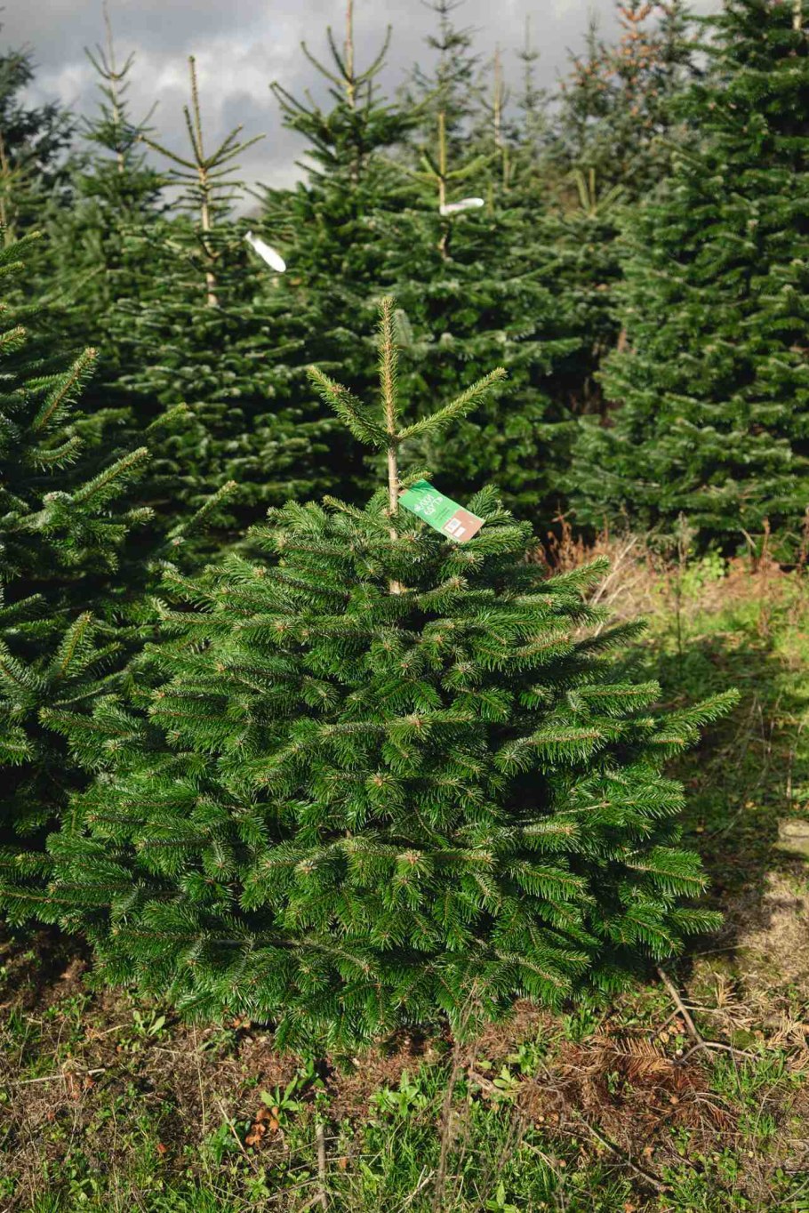 Пихта бальзамическая Сибирская