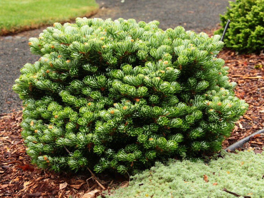 Пихта Фразера шишки