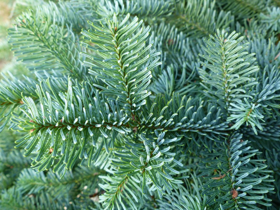 Пихта бальзамическая хвоя