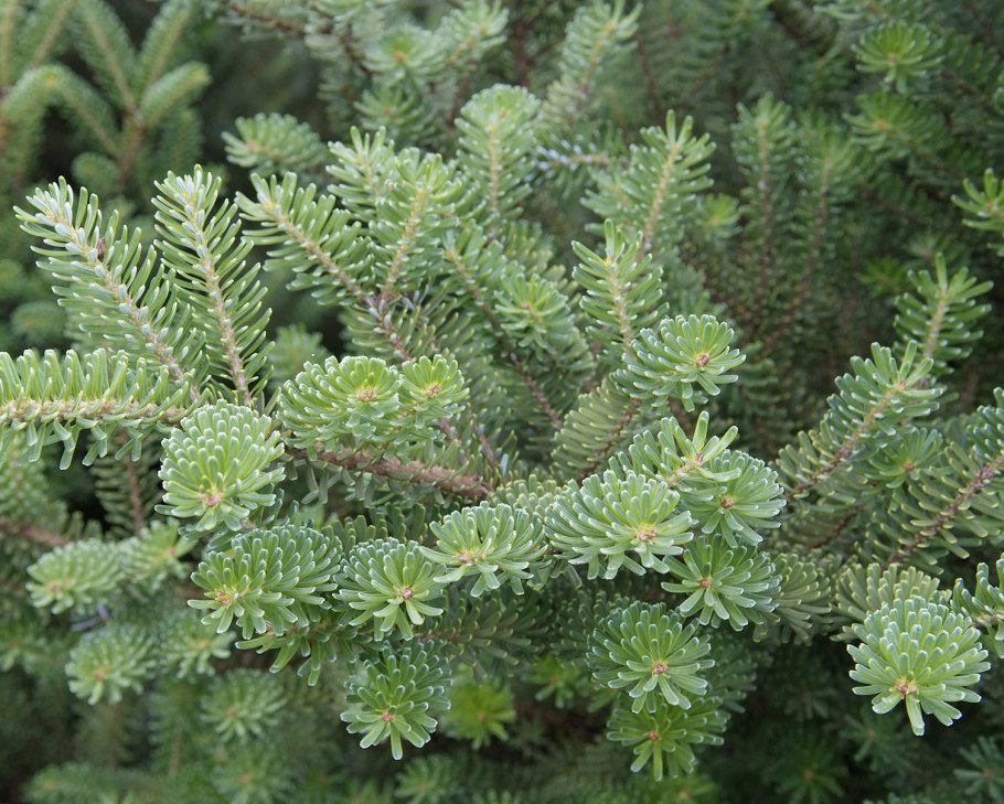 Ель Abies Koreana