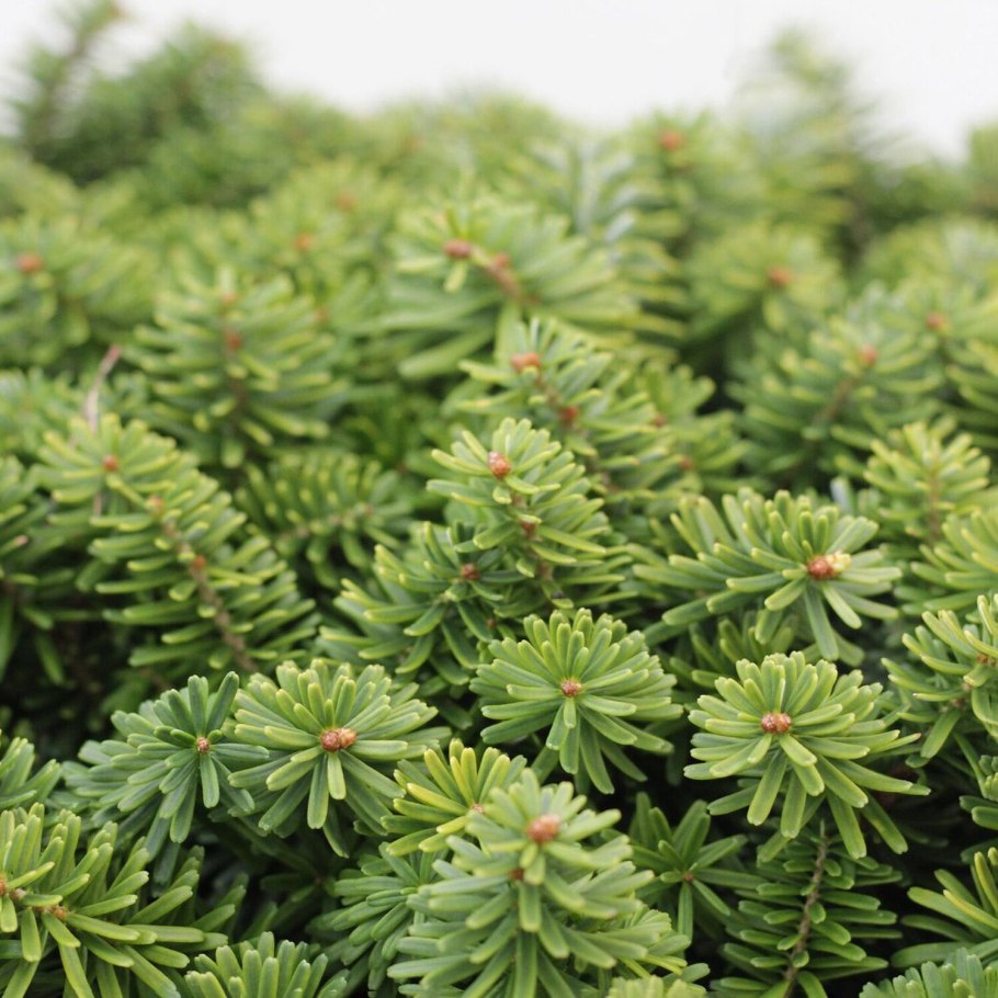 Ель Abies Koreana